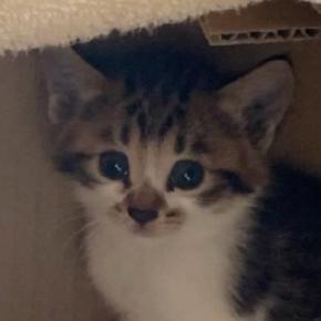 ダンボールに入れられ、道端に『置き去りにされていた子猫』→保護されてから2年…成長記録に「大事にされているのが伝わる」「愛情たっぷり」