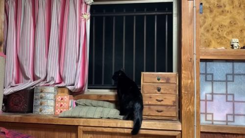 外を眺める黒猫1