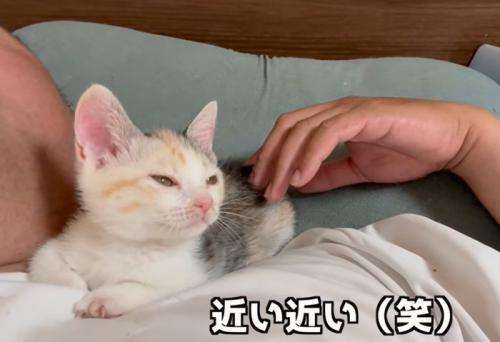人の顔の横で寝る子猫（近い近い（笑））