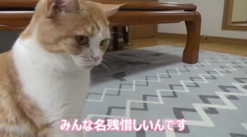 さみしそうな猫