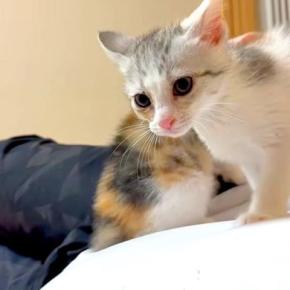 お腹の上で４匹の子猫が遊ぶので、『眠れない』かと思ったら…次の瞬間見せた『尊い光景』に「愛おしいね」「うわー、気持ちよさそう」の声