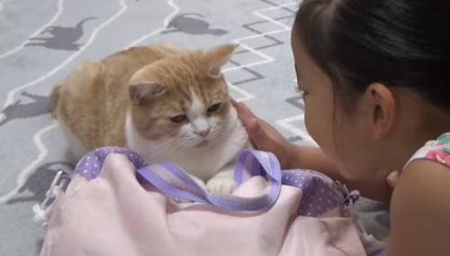 バッグを掴んでいる猫