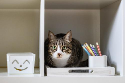 棚に乗る猫