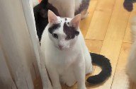 窓の外をじっと見つめる猫