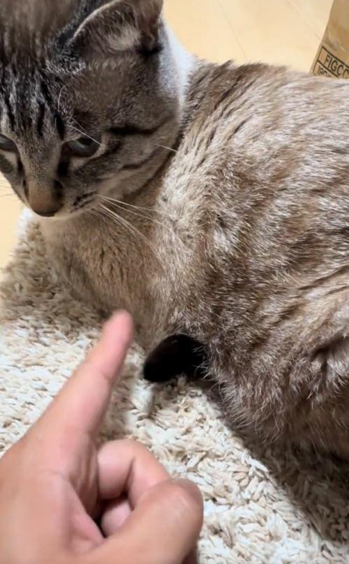 しっぽをツンツン