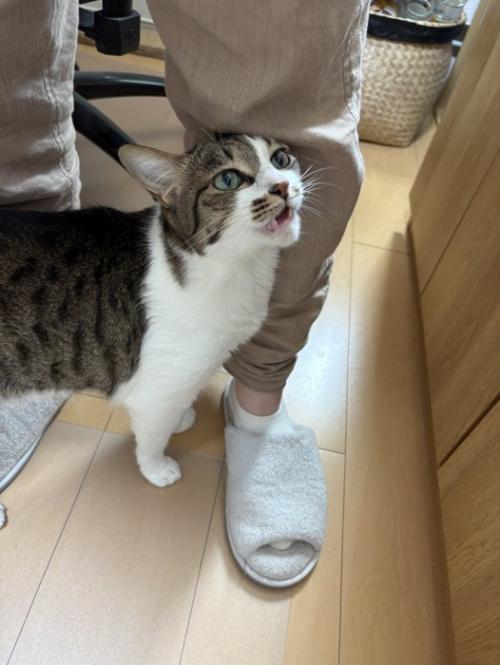 鳴く猫