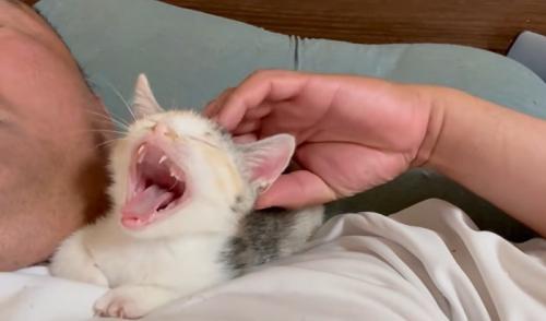 人の顔の横で寝る子猫のあくび