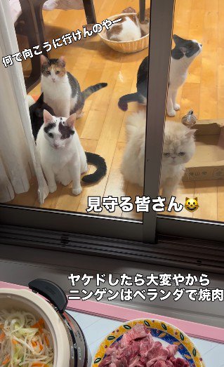 焼き肉の様子を眺める猫たち
