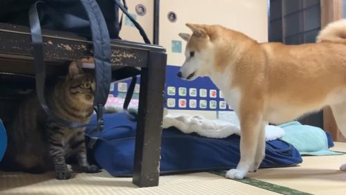 テーブルの下に座る犬とキジトラ