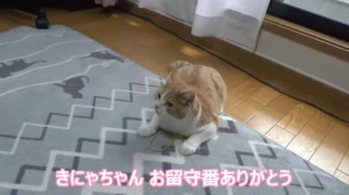 遊んでいる猫