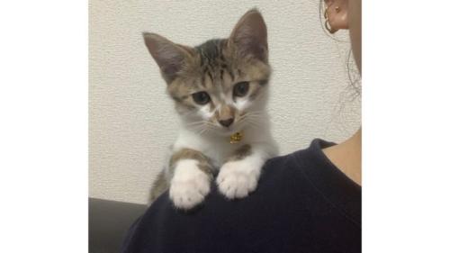 肩に乗る猫
