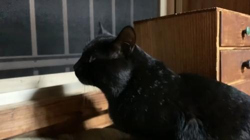 外を眺める黒猫
