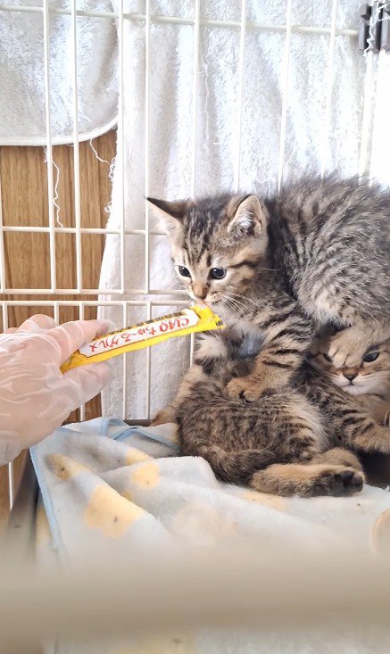くっついている2匹の子猫