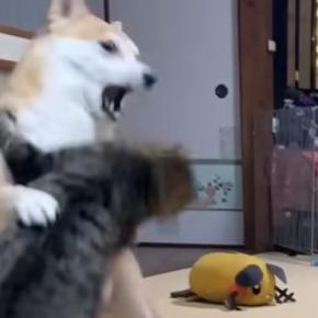 犬と共に暮らすネコたち→遊びが白熱して、喧嘩勃発かと思いきや…平和すぎる『日常の光景』が1095万再生「優しいケンカ」「仲良すぎ」