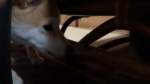イスの下をのぞき込む犬