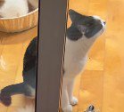視線をそらす猫