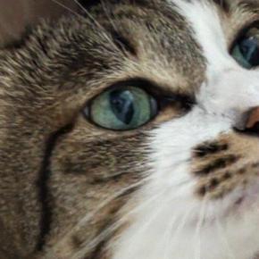 休みを取った嫁から送られてきた『猫の様子』を見たら…思わず嫉妬してしまう光景に4万いいね「飛んで帰りたくなるね」「許せませんなぁ」
