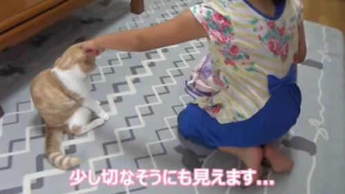 女の子になでられている猫