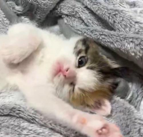 カメラに向かってウインクする子猫