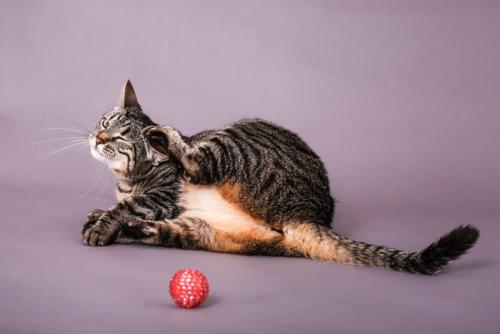 耳の後ろを掻く猫