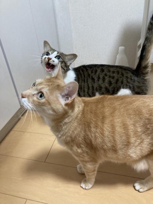 並んで立つ2匹の猫