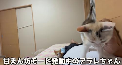お腹の上に乗る子猫（甘えん坊モード発動中のアラレちゃん）