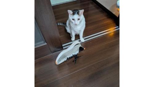 猫と靴