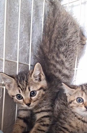 逆立ちしている子猫