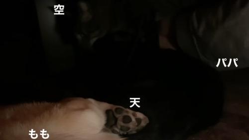 こたつに入る犬と2匹の猫