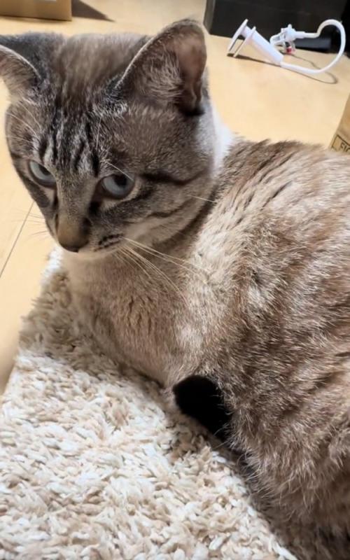勢いよく振り返る猫