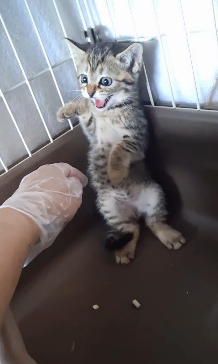 威嚇する子猫
