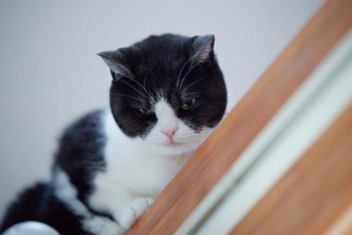 不機嫌な猫