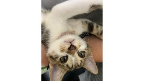 眠る猫