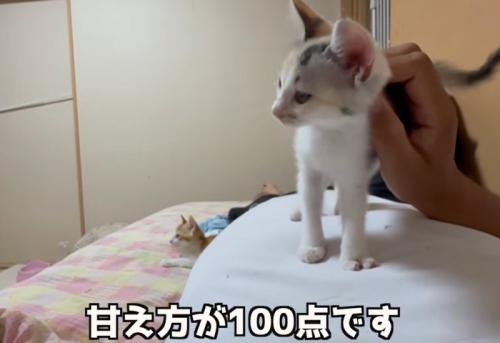お腹の上に乗る子猫（甘え方が100点です）