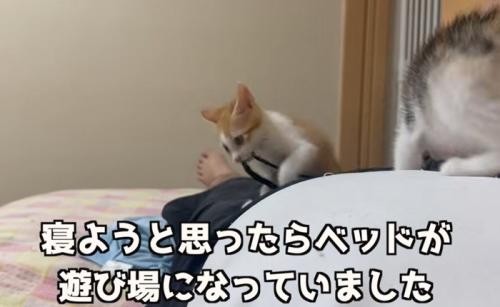 お腹の上に乗る子猫（寝ようと思ったらベッドが遊び場になっていました）