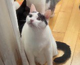 キラキラおめめで見上げる猫