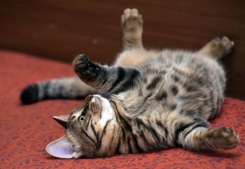 転がる猫