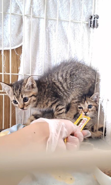 くっついている2匹の子猫