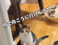 お外に行きたい猫