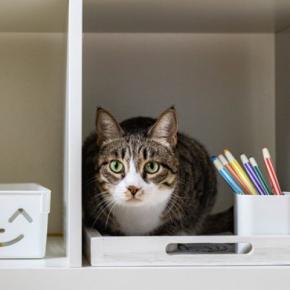 猫がやりがちな『イタズラ』を防ぐための方法3選　伝え方のポイントや飼い主が工夫できること