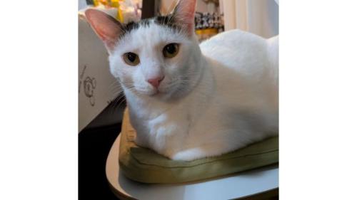 室内にいる猫