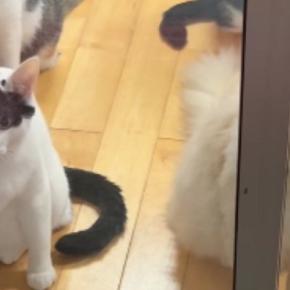 窓辺に大集合して外をじっと見つめるネコたち→『視線の先』には……微笑ましい光景が30万再生「かわいい見守り隊ｗ」「配慮がすごいｗ」