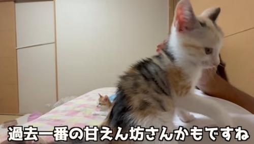 お腹の上に乗る子猫（過去一番の甘えん坊さんかもですね）