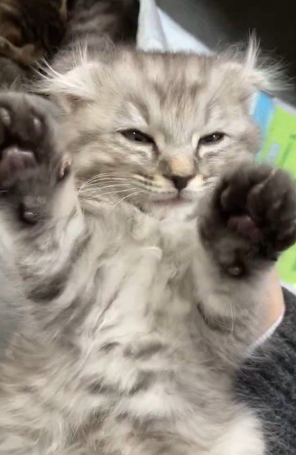 ゆらゆら揺れる子猫