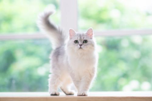 白いペルシア猫