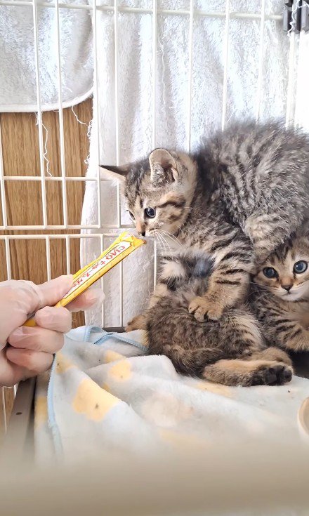 くっついている2匹の子猫