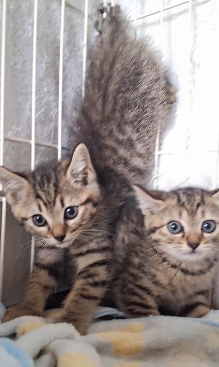 ケージの中の2匹の子猫