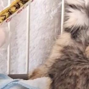 警戒心が強い『きょうだい子猫』→おやつをあげてみると…可愛すぎる反応に笑ってしまうと85万再生「永遠に見ていられるｗ」「踏んでるｗ」