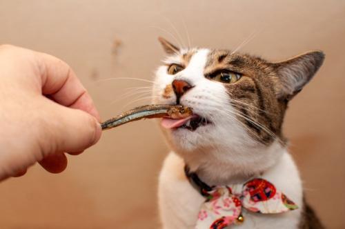 おやつをもらう猫