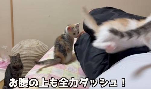 お腹の上に乗る子猫（お腹の上も全力ダッシュ！）
